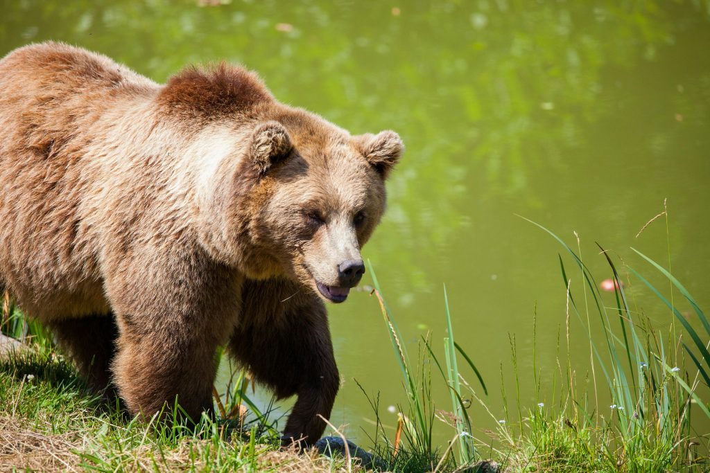 Bear Markets: The “Bare” Facts
